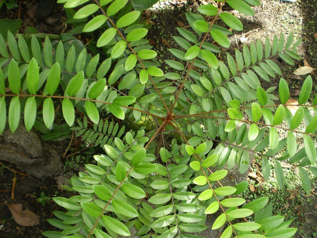 Arbuste de taille moyenne (maximum 10 mètres de hauteur), le Tongkat Ali se reconnaît à son absence de branche et à ses longs pétioles rouge brun, qui supportent des feuilles imparipennées.