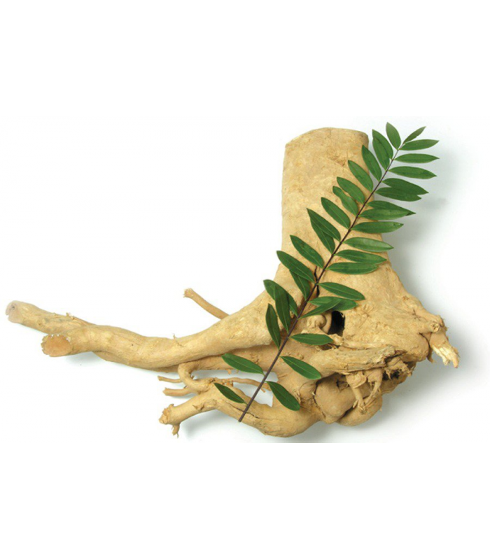Bien que différentes parties de l'Eurycoma longifolia soient utilisées traditionnellement pour différentes applications médicales, cet arbre est surtout connu pour ses racines (et l'extrait de ses racines), qui sont consommées par les hommes pour augmenter leur libido et traiter des désordres sexuels comme un dysfonctionnement érectile.
